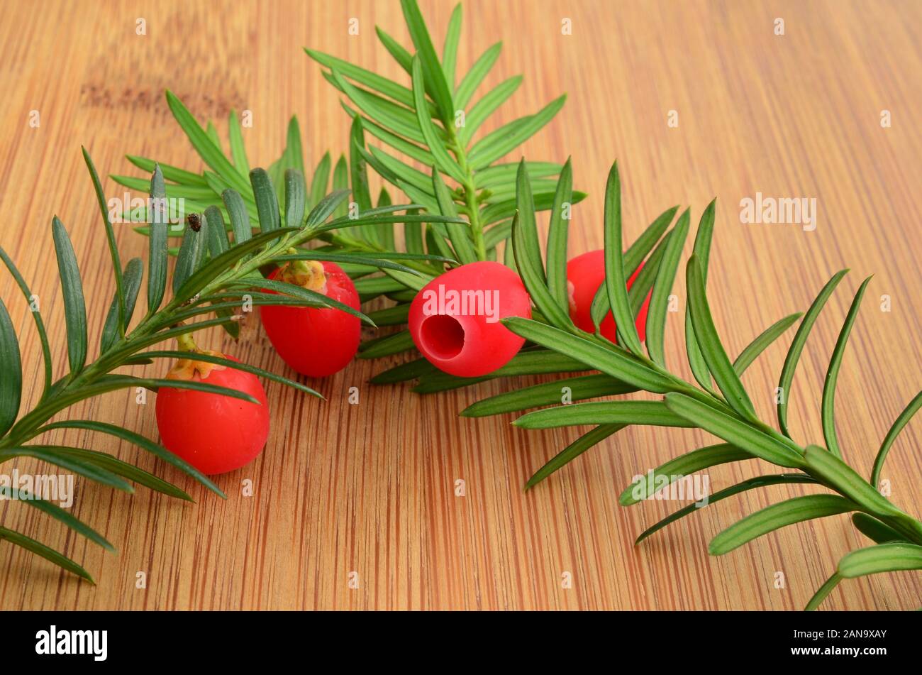 Two green, fresh yew twigs with ripe red berries on bamboo wooden chopping board, close up view Stock Photo