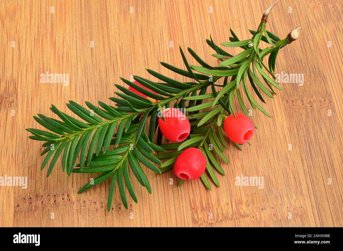 Red, ripe yew berries on fresh, green twigs on brown plank Stock Photo