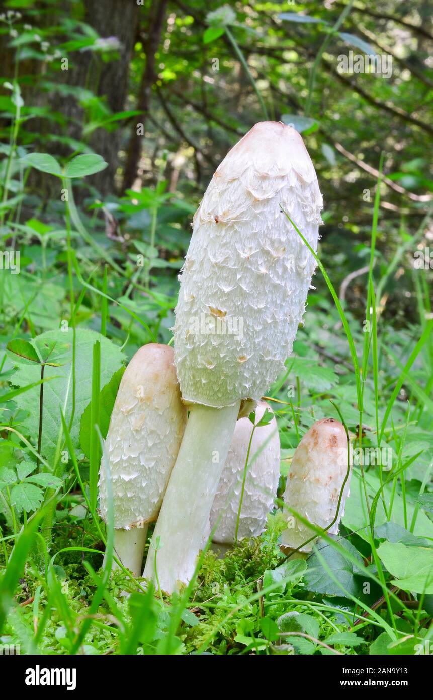 Small group of Shaggy Ink Cap or Coprinus comatus fungi, delicious