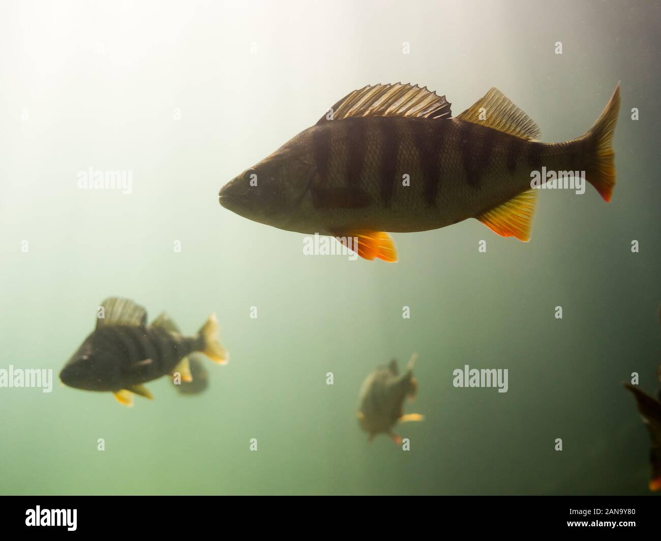 Big perch swimming with backlight Stock Photo