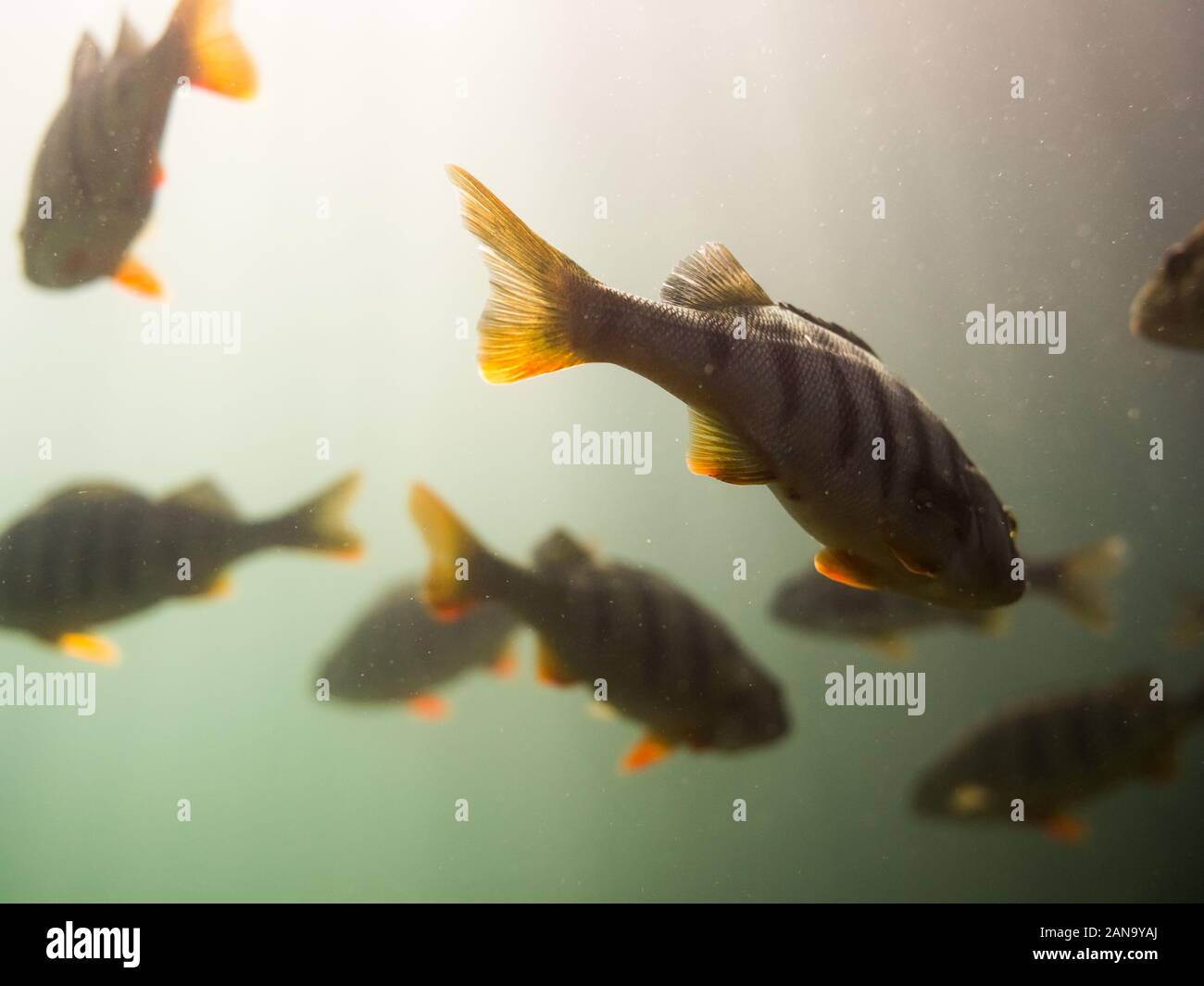 Shallow focus shot of a tail of European perch in a fish school. Stock Photo