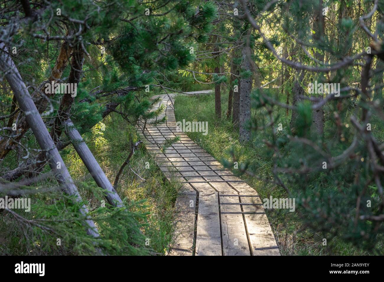 wooden path in the forest near a moor Stock Photo