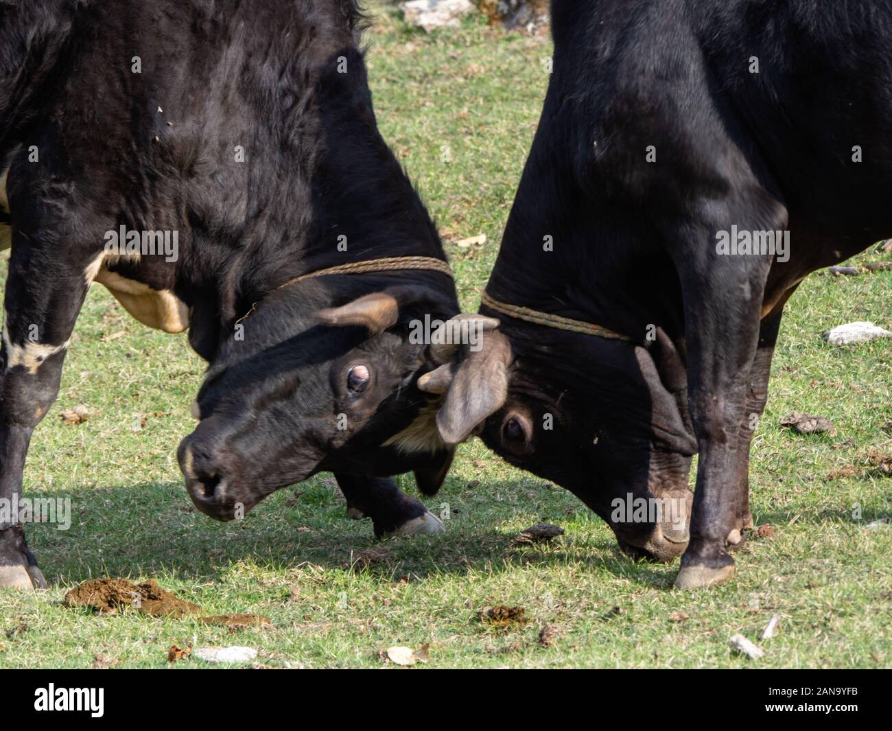 Young bulls with their horns locked in a trial of strength - Pindar Valley in the Indian Himalayas Stock Photo
