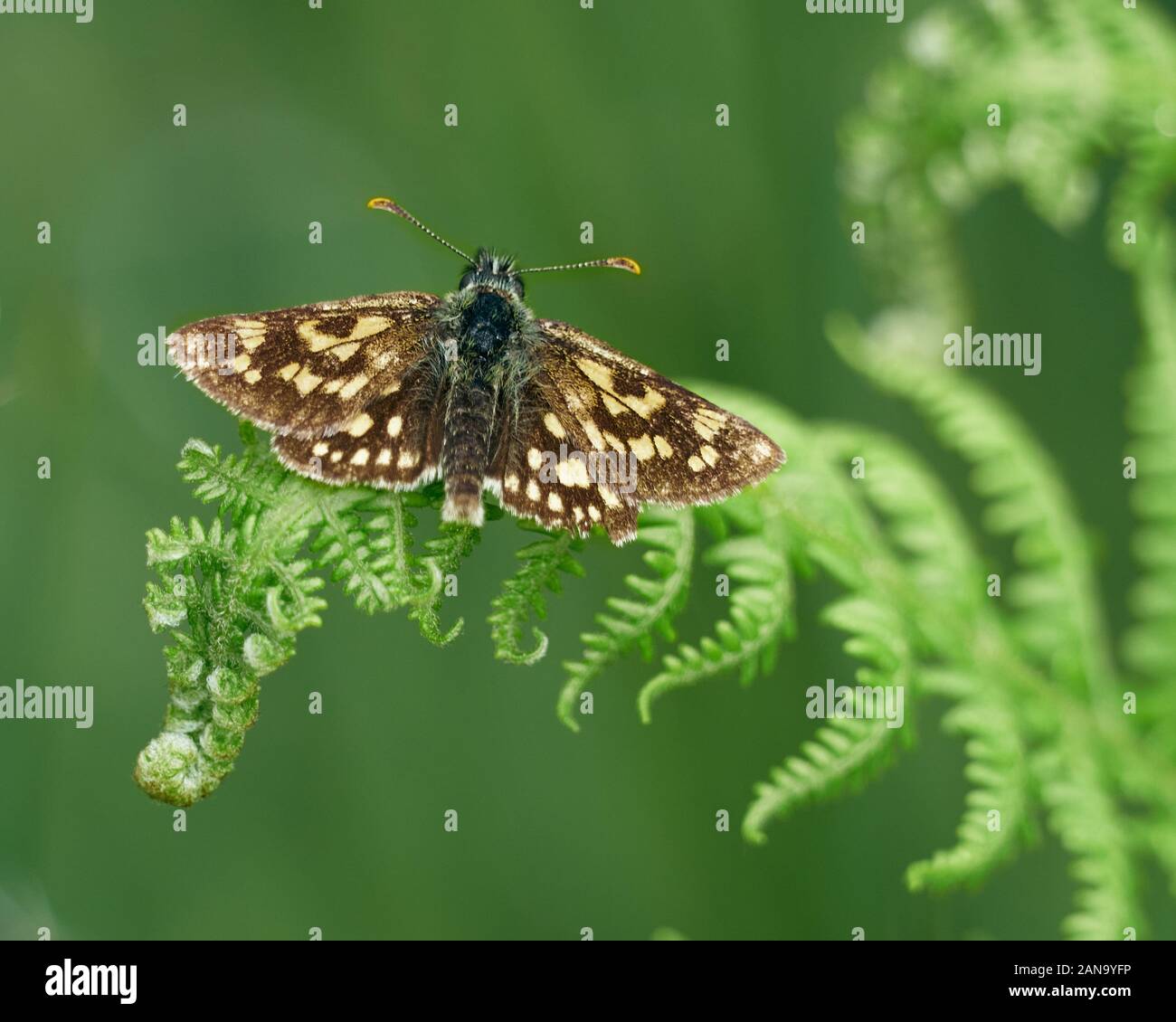 Chequered skipper butterfly Carterocephalus palaemon at Glasdrun near Fort William in the Highlands of Scotland UK Stock Photo