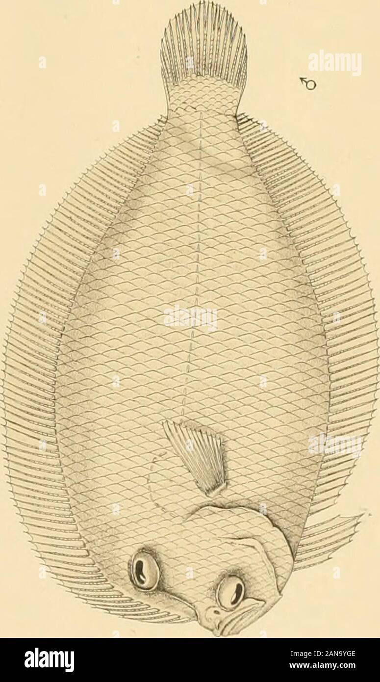 Report on the marine fishes collected by MrJStanley Gardiner in the Indian Ocean . =g^^ to ?§*? ^ m  ^ 7 ^r=. FISHES FROM THE INDIAN OCEAN. E.Wilson del.et imp. Percy Sladen Trust Expedition.(Regan) Trans Link Soc.,Sep-.2.Zool.Vo^ ^-ifsmi.. Stock Photo