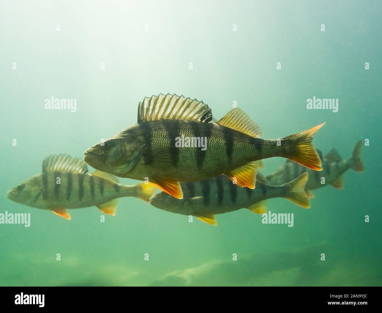 Group of fish swimming together hi-res stock photography and images - Alamy