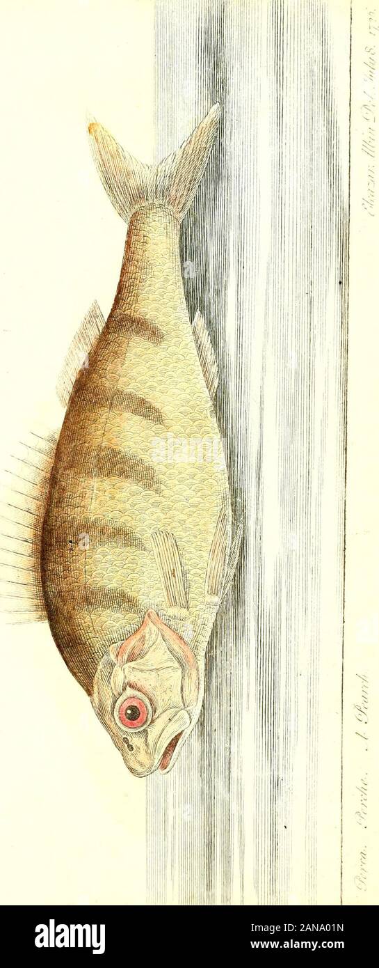 The history of esculent fish . Stock Photo