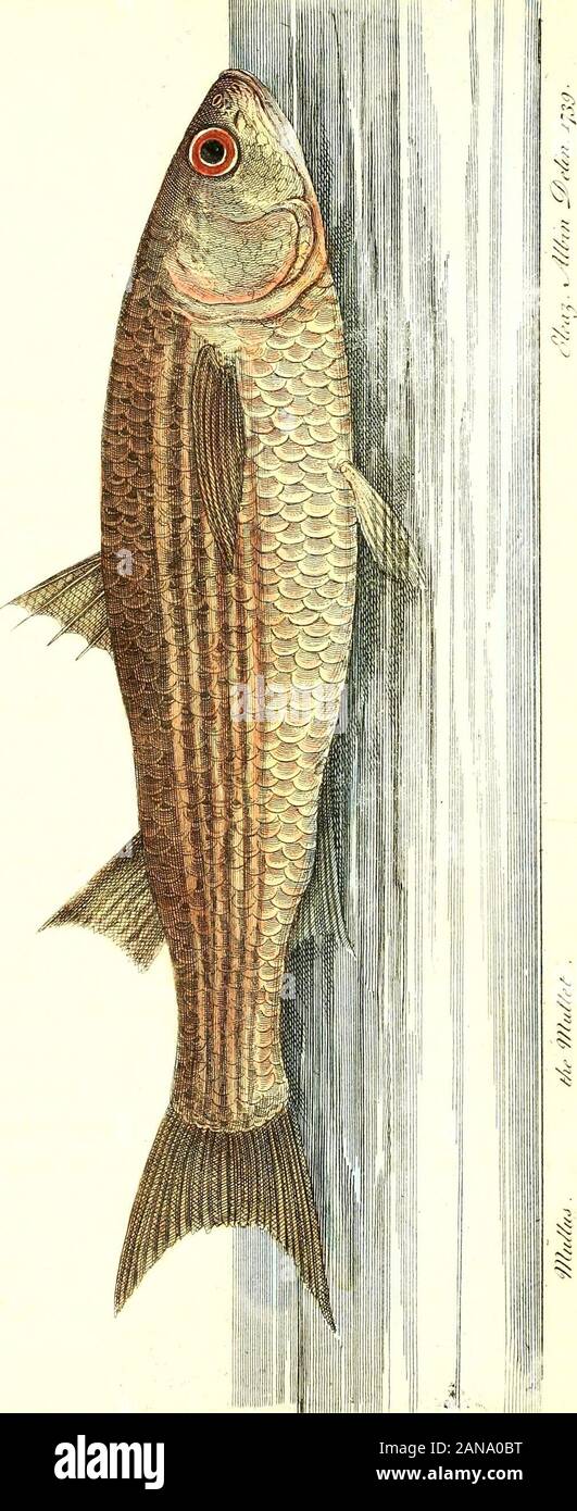 The history of esculent fish . The MULLET, IS a name given indeterminately to hih ot ieveral kinds;but the true meaning of the word is the fame with that ofthe Mugil, or Cephalus. The characters of the Mugil arethefe. The branchioftege membrane on each lide contains fix:crooked bones; the upper one being the broadeft, and hidunder the gills; only five are difcernible; the fcales are large,and cover the head and the opercula ot the gills, as well asthe body of the fifh. The head is depreffed in the anteriorpart; the body oblong and compreffed. According to thefediftinclions, there is only one f Stock Photo