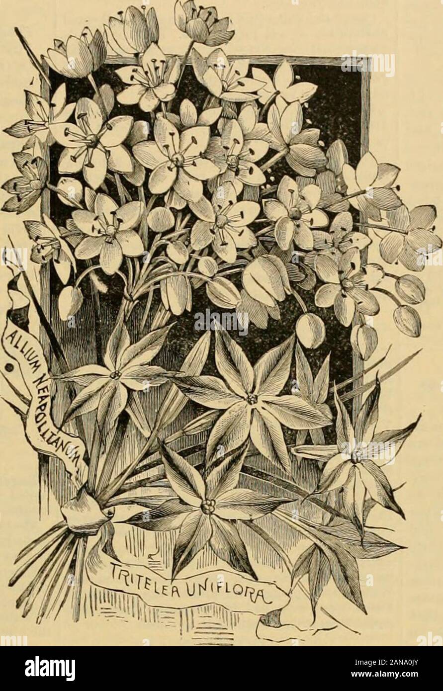 Popular Gardening And Fruit Growing An Illustrated Periodical Devoted To Horticulture In All Its Branches T Water For Plants Chas A Geist Of Luzerne Co Pa Sends Inthe Following Valuable Article Soot Water As
