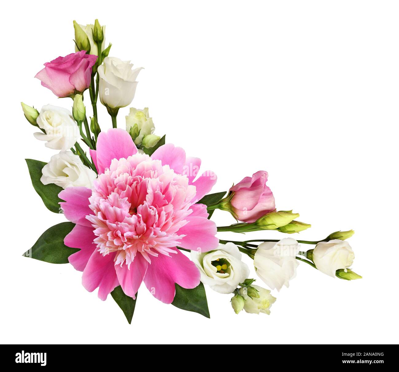 Pink peony and eustoma flowers in a floral corner arrangement isolated ...