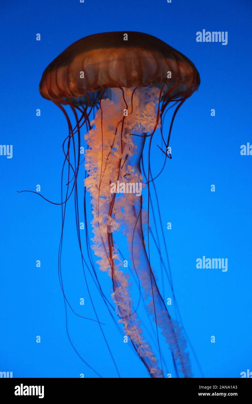 Pacific sea nettle Monterey Bay jellyfish Stock Photo