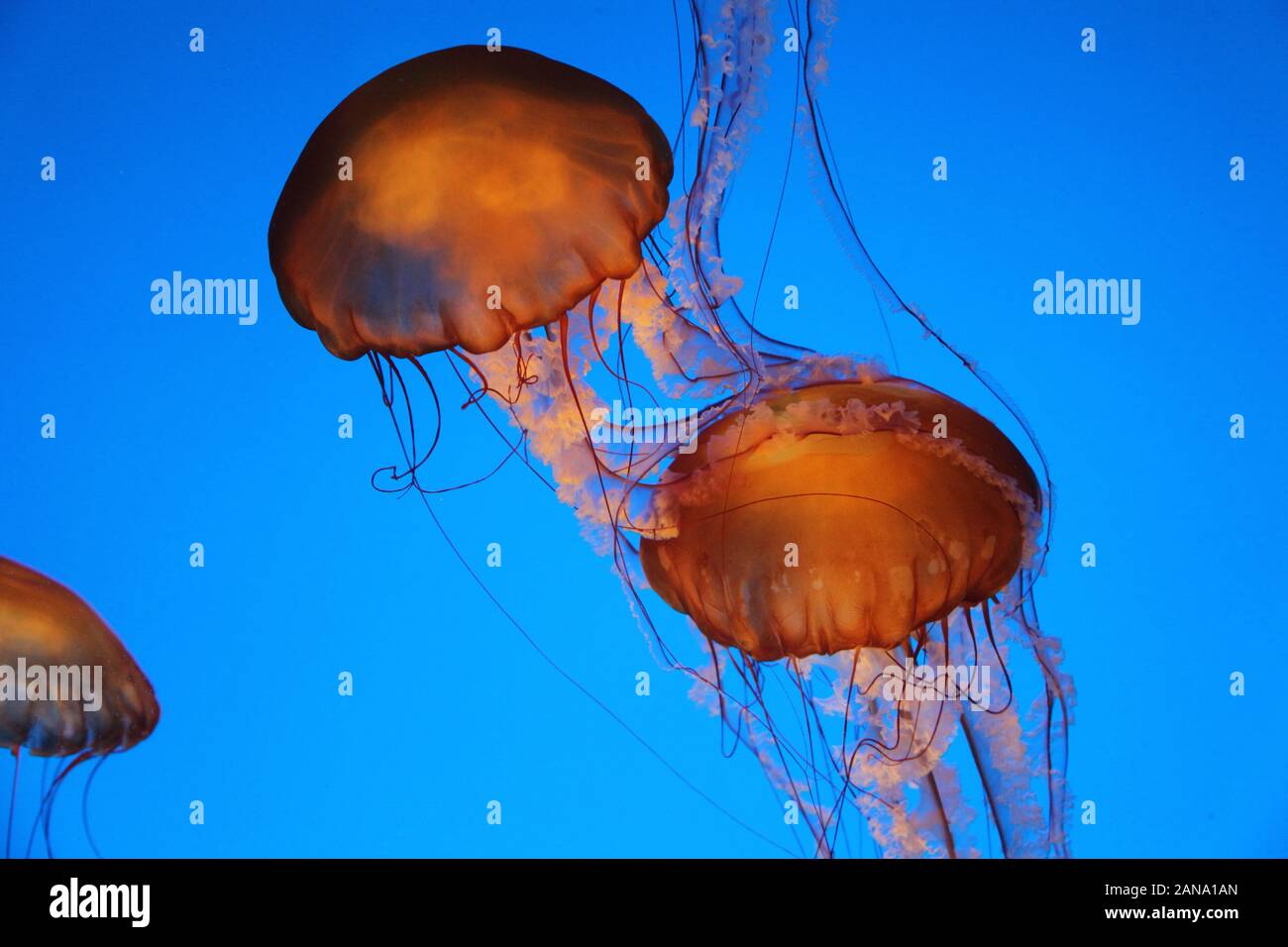 Pacific sea nettle Monterey Bay jellyfish Stock Photo