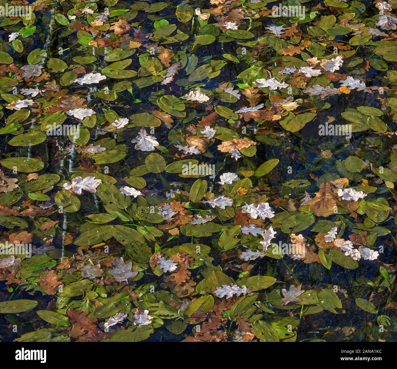 Surface of a woodland pond covered with floating leaves of Pondweed Potamogeton coloratus and fallen oak leaves - Somerset UK Stock Photo