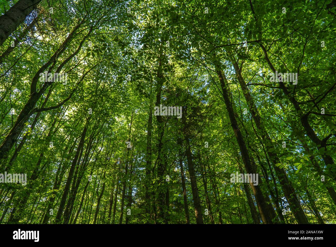 Deep woods in summer hi-res stock photography and images - Alamy