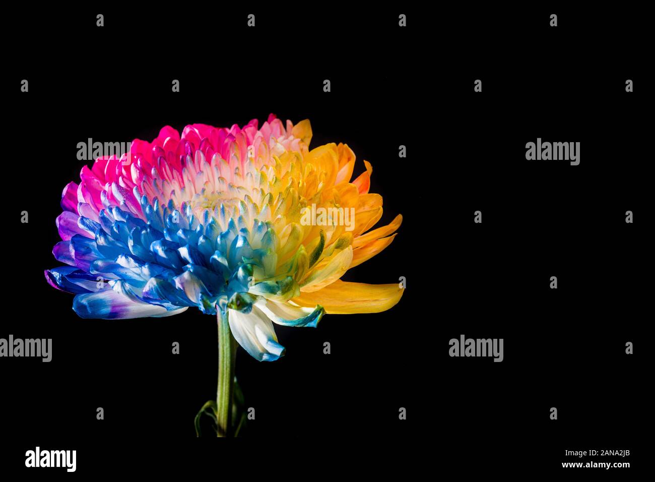 Multicolored flower on black background. Copy space Stock Photo