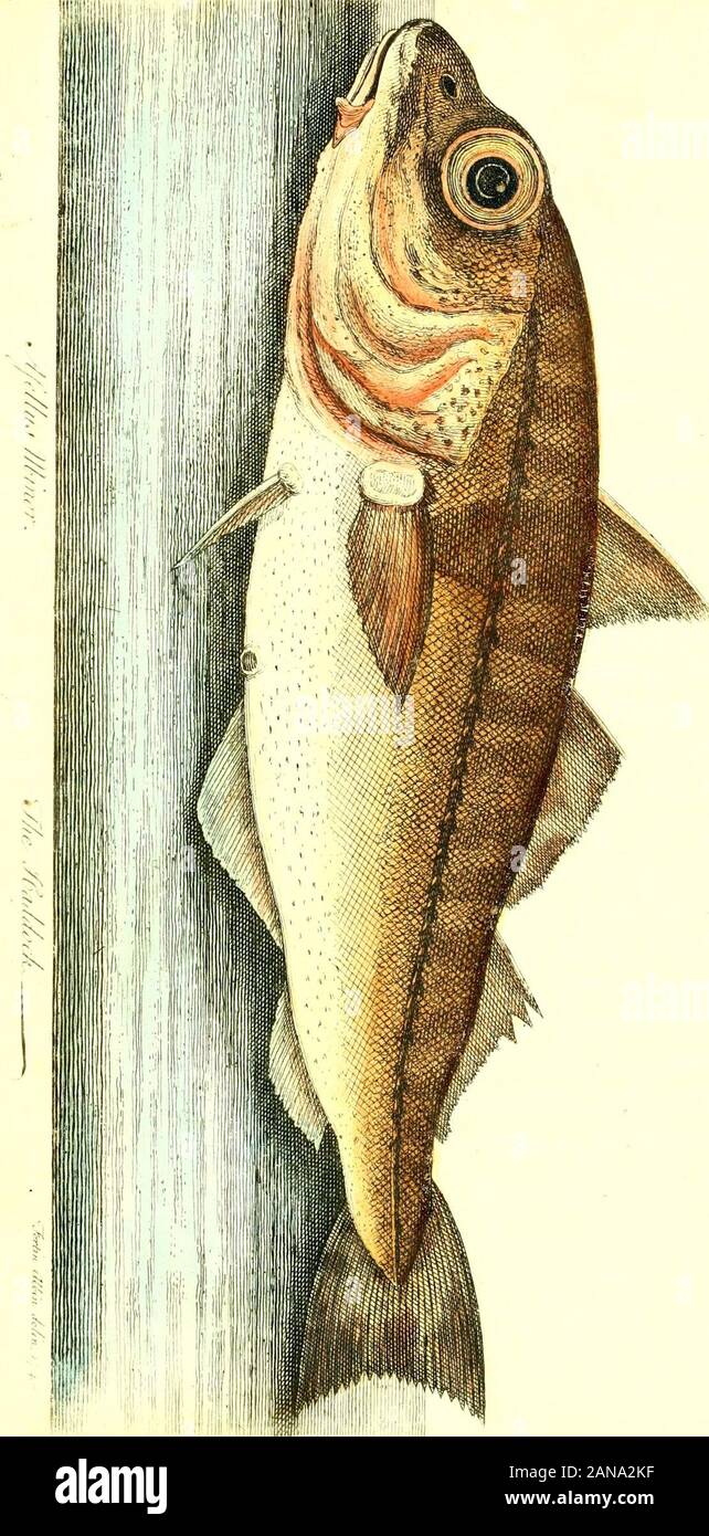 The history of esculent fish . us, that it was the Callaris Galeris,or Galaxis, of the old Romans, mentioned by Pliny; butArtedi has fome doubt about that. It is likewife called byArtedi the Gadus; with a bearded mouth, three fins on theback, a whitifh body, with the upper jaw longeil; the tail alittle forked. Large Haddocks begin to be in roe about the.middle of November, and continue fo till the end of January;,from that time till May, their tails grow thin, and they areout of feafon. The fmall ones are very good from May to February; andthofe which are not old enough to breed in February, M Stock Photo