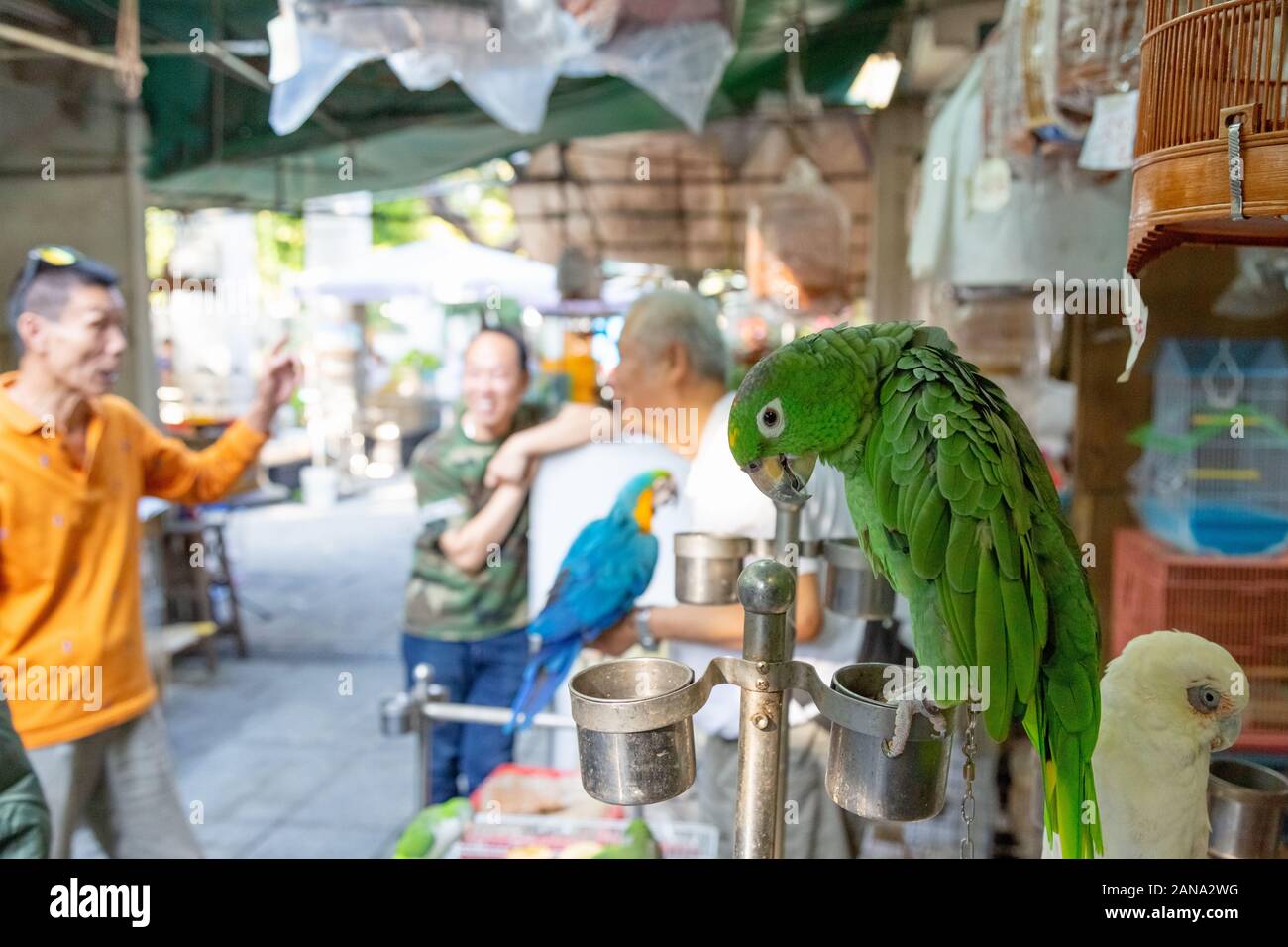 Parrots for sale in the bird market, Hong Kong - Kowloon, Hong Kong Asia - example of Hong Kong lifestyle Stock Photo