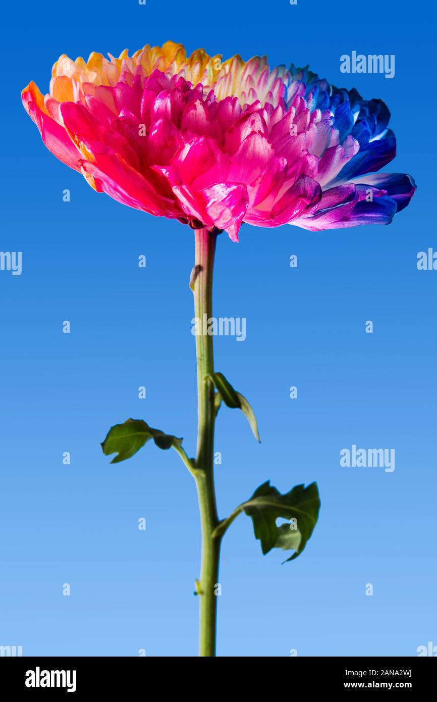 Blue rose flower petals in hi-res stock photography and images - Alamy