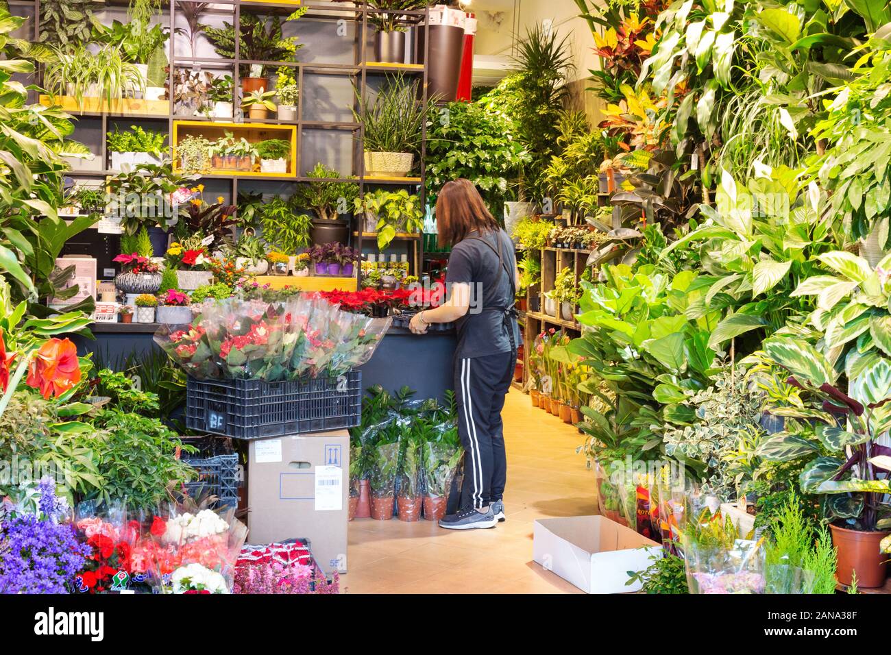 A flower seller in her flower shop; Hong Kong Flower market, Kowloon