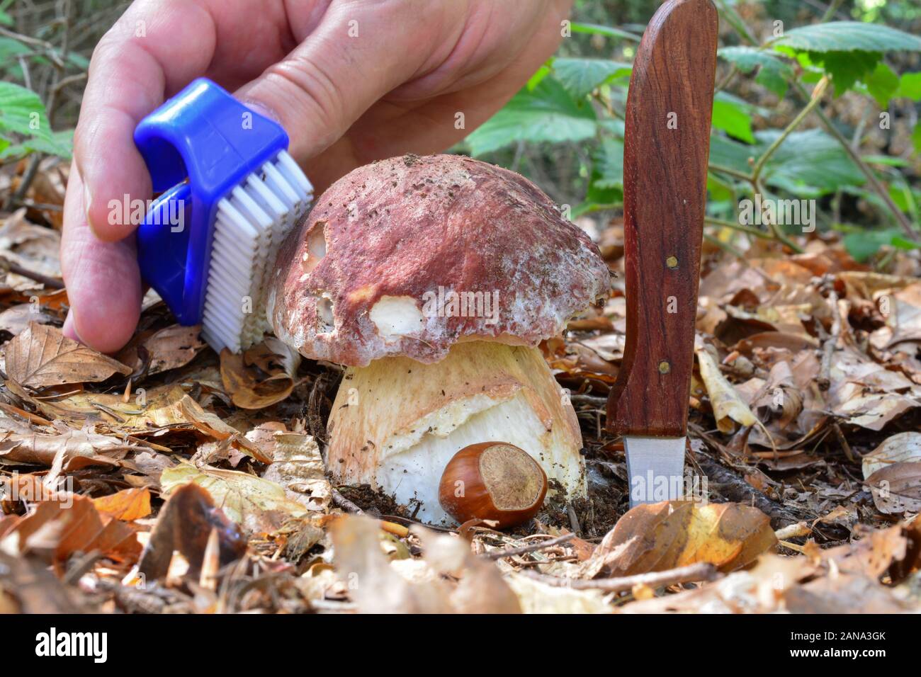 Fresh, young Pine bolete cleaning by brush before picking it Stock Photo