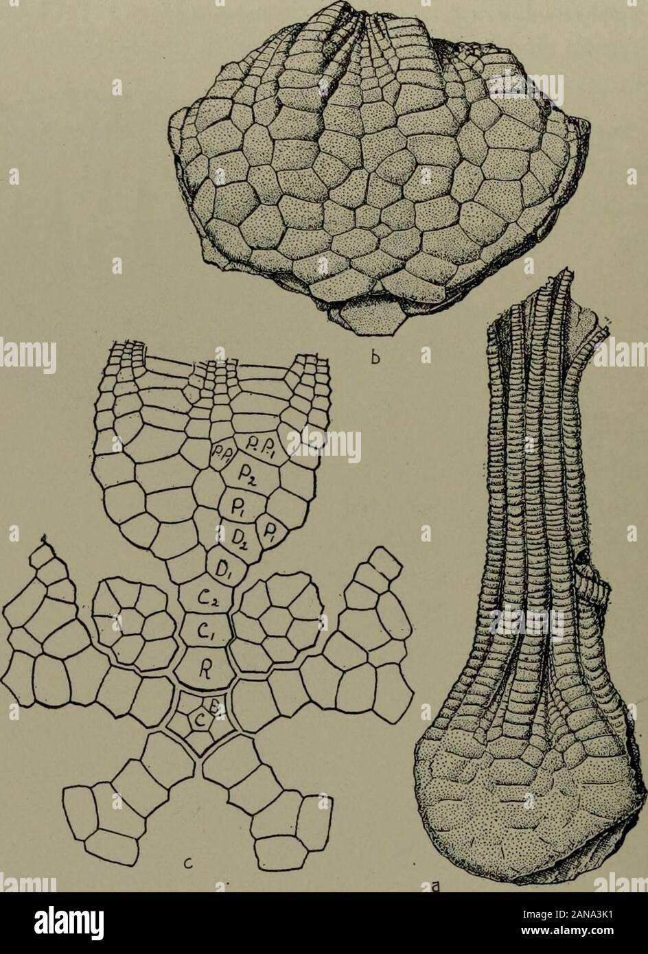 North American index fossils, invertebrates . plankton. Cretacic. 201. U. socialis Grinnell. (Fig. 1907.) Cretacic.Calyx subglobose, composed of numerous, slightly convex plates joined together, with channelled sutures and without distinct sur-face markings. IR, eight or nine in number, forming a rounded,slightly elevated, shield-like area. IB often present.Niobrara of Kansas and Utah. Fig. 1906. Forbesiocrinus worty-eni, a complete calyx with arms, X%. (After Meek and Worthen, 111.Geol., V.) Order V. ARTICULATA Johannes Miiller.LXXVIII. Pentacrinus Miller.Calyx small, bowl-shaped, with dicycl Stock Photo
