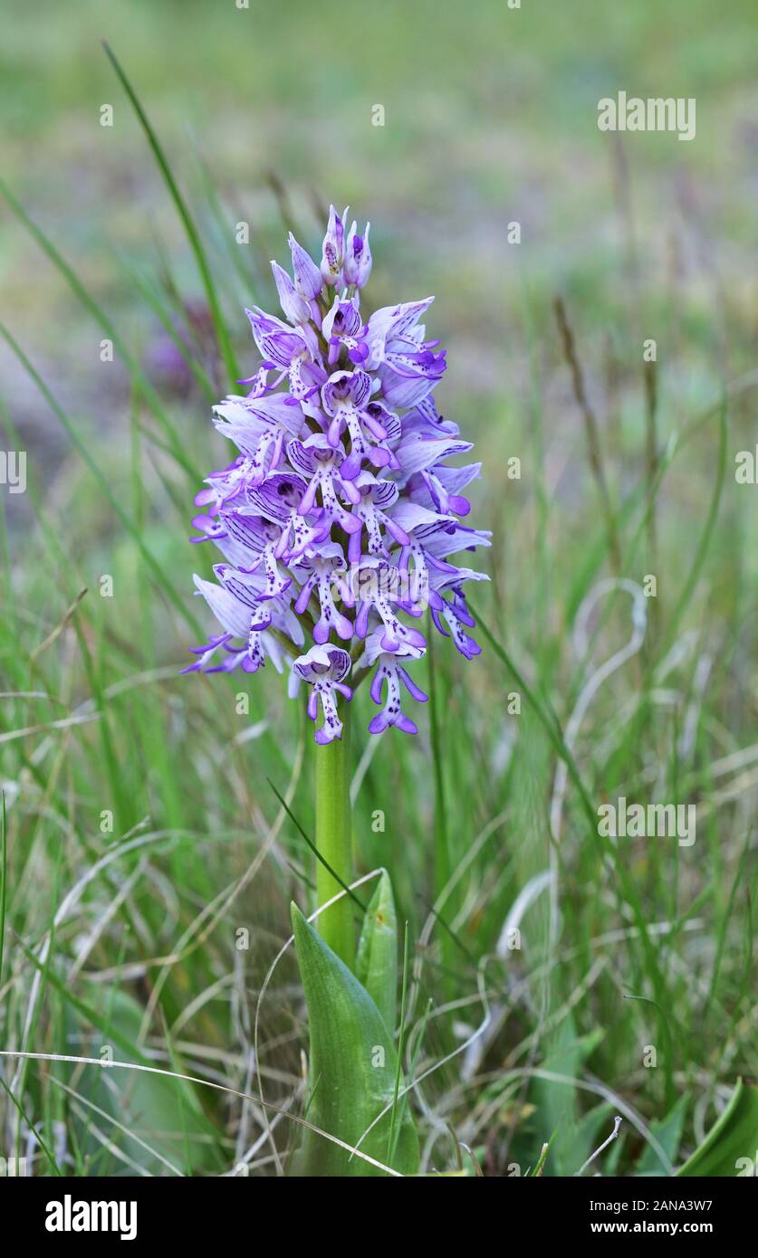 Orchis militaris, the military orchid in the Lobau Stock Photo