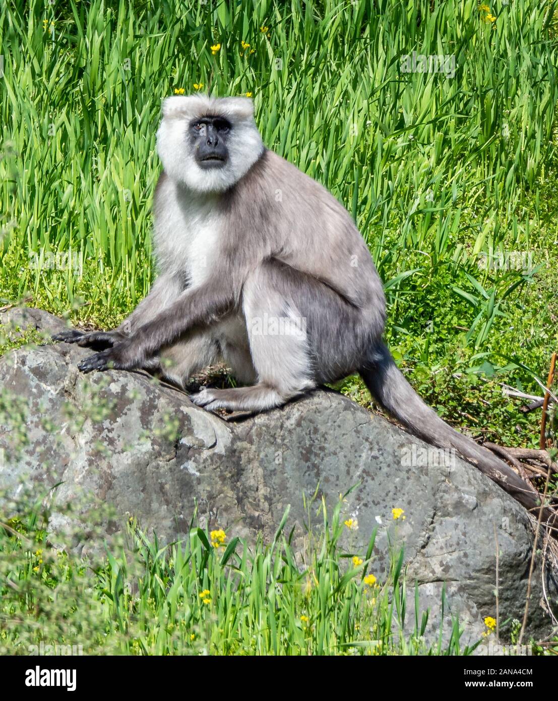 Male Southern Plains Grey Langur Semnopithecus dussumieri in the mountains of the Pindar Valley - Uttarakhand Himalayas India Stock Photo