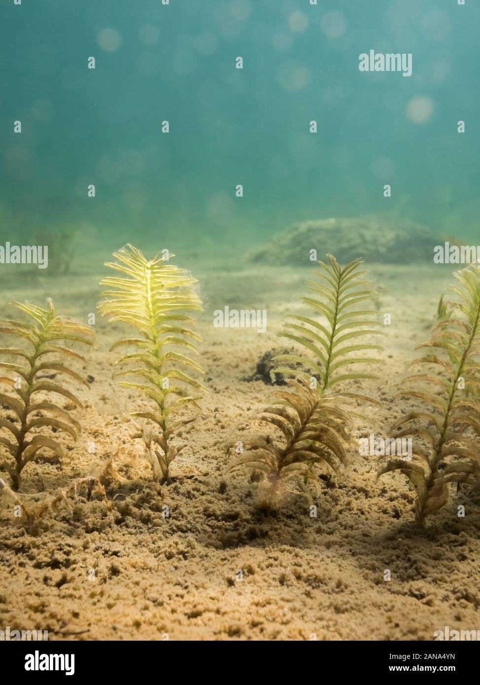 Claspingleaf pondweed (Potamogeton perfoliatus) aquatic plant underwater. Stock Photo