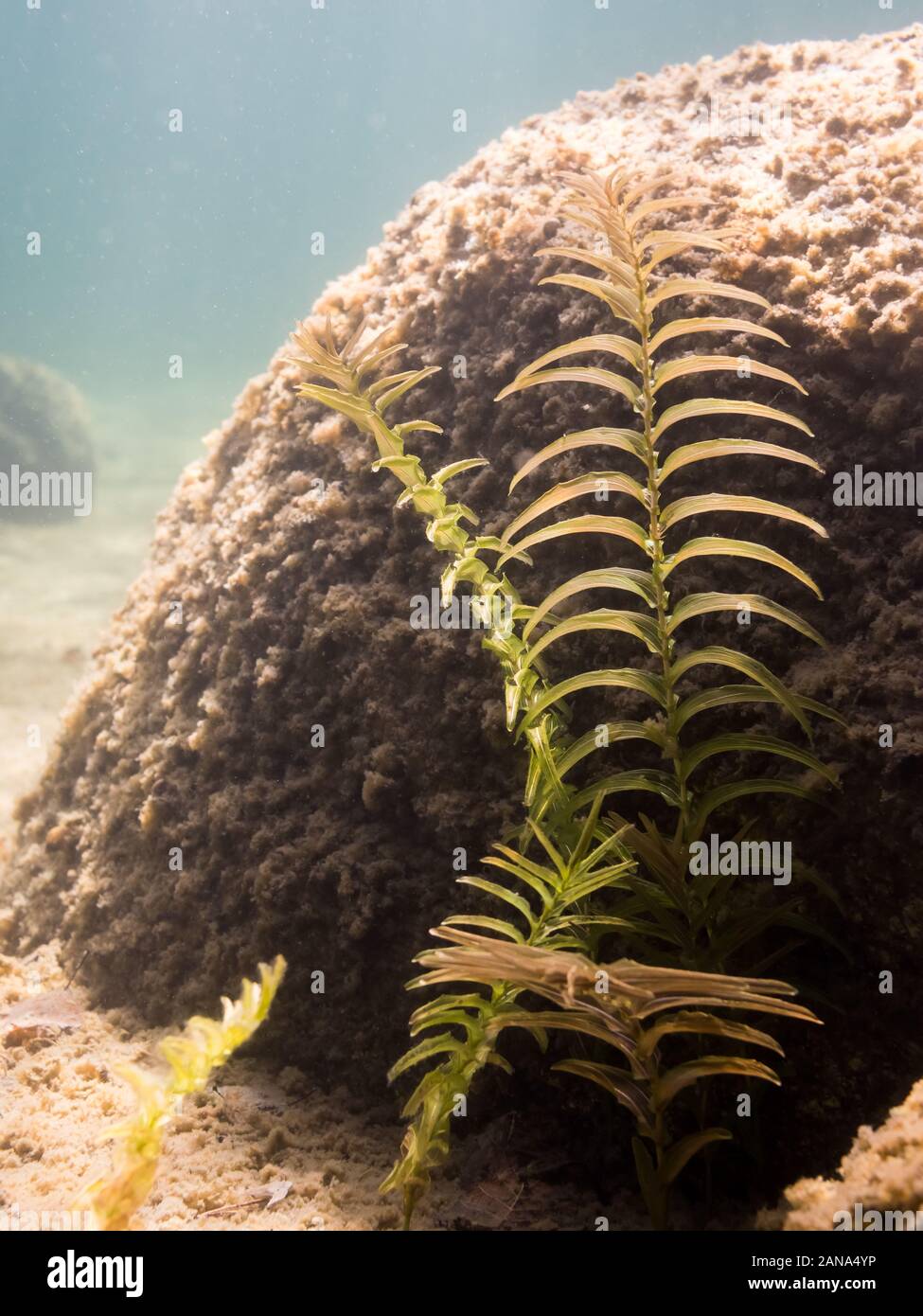 Claspingleaf pondweed growing by a stone in clear-watered lake Stock Photo