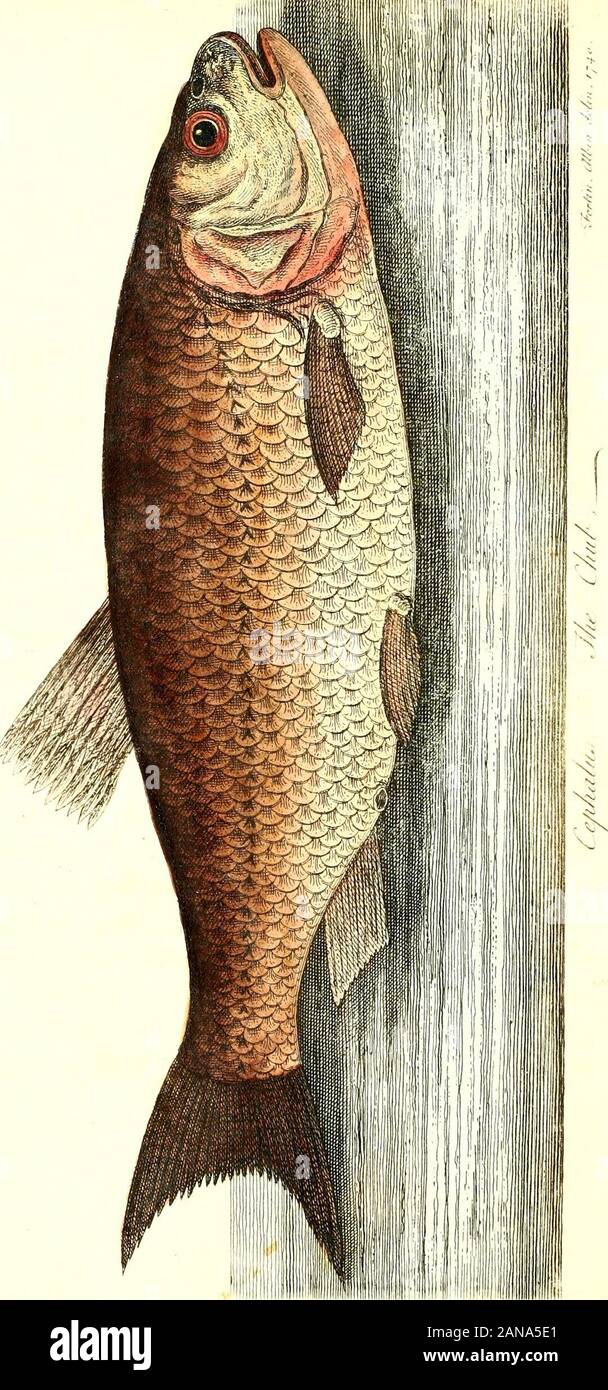 The history of esculent fish . Tk. C ) Th CHUB IS, according to the Artedian and Linnaean fyftem, a fpeciesof Cyprinus, and is called by the French the Vilian andTeftard, and was called by the ancient Romans Squalus. Thereibrts of this fifh are eafily found; being generally holes over-fliaded by trees; and on a hot day, they may be (c&lt;t ingreat numbers, floating almoft on the furface of the water. Forthe tablethey are very poor fifh, full of bones. They affordmuch entertainment to the angler, and are eafily caught.The beft manner of fifhing for them is thus: prepare a veryftrong rod of fu Stock Photo