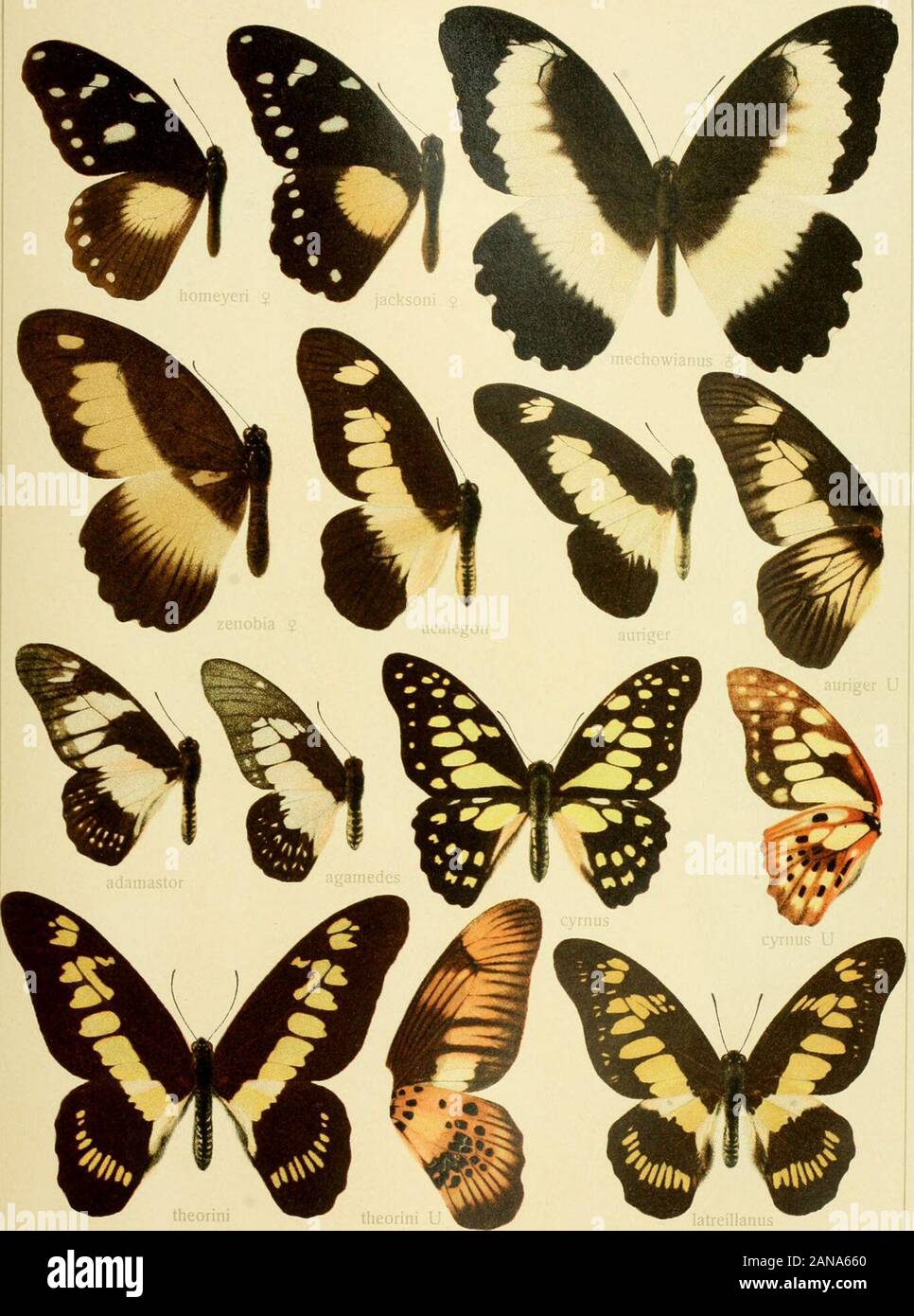 Die Gross-Schmetterlinge der Erde : eine systematische Bearbeitung der bis jetzt bekannten Gross-Schmetterlinge . Pars II. rauna africana 1. XIII. PAPILIO. Pars II. Fauna africana 1. PAPILIO 4. Stock Photo