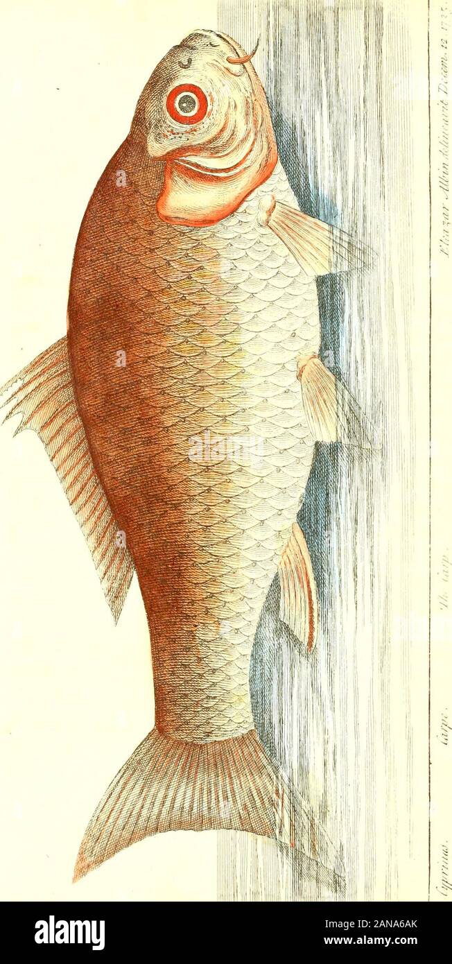 The history of esculent fish . CAR P.. ( 7 ) CARP.Leonard marchal firft brought this fift into England about 1514: it is the mod valuable of all kinds of£fh for flocking ponds, becaufe of its quick growth and greatincreafe. If the feeding and breeding of this fifh were moreunderftond and pradtifed, the advantages refulting would bevery great; and a fifth pond would become as valuable anarticle as a garden. The gentleman who has land in his ownhands, may, befides furnifning his own table and fupplyinghis friends, become a fource of much profit in monev, andvery confiderable advantage to his lan Stock Photo