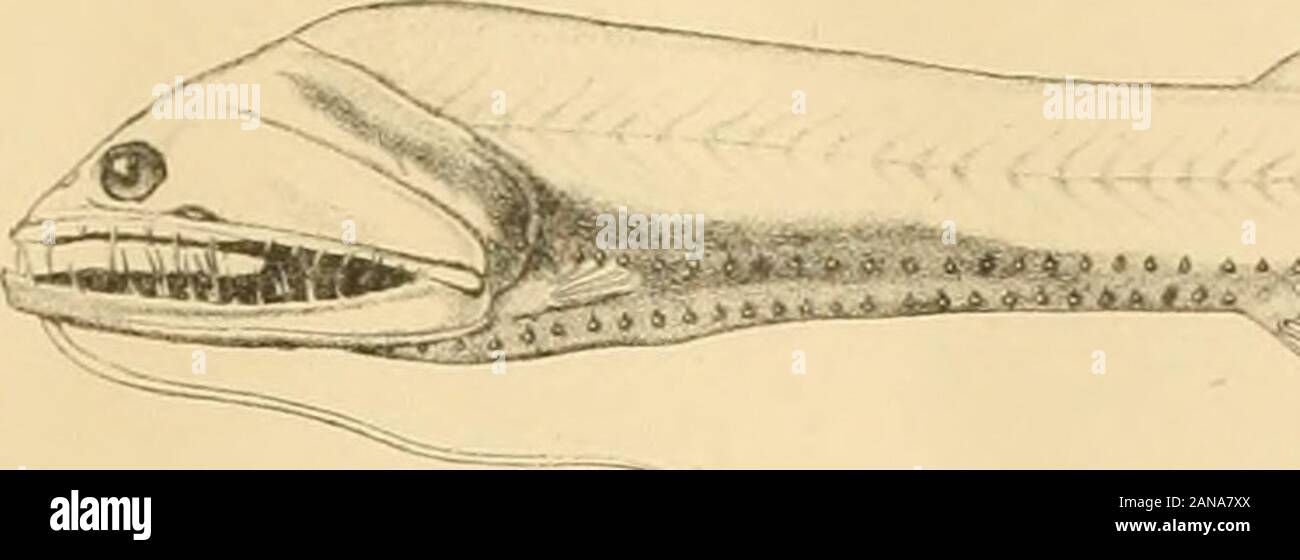Report on the marine fishes collected by MrJStanley Gardiner in the Indian Ocean . n.Fig. 6. Platophrys ovalis, sp. n. Plate 28. Fig. 1. Xenanthias gardineri, sp. n. Fig. 2. Minous longimanus, sp. n. Fig. 3. Pogonoscorpius sechellensis, sp. n. Fig. 4. Lepidotrigla alcocld, sp. n. Fig. 5. Hoplichthys acanthopleurus, sp. n. Plate 29. Fig. 1. Gobiopterus modestus, sp. n.Fig. 2. Cryptocentrus octofasciatus, sp. n.Fig. 3. Hoplopomus acanthistius, sp. n.Fig. 4. Platycephnlus oligolepis, sp. n.Fig. 5. „ cooperi, sp. n. Plate 30. Fig. 1. Synchiropus sechellensis, sp. n.Fig. 2. ,, altivelis, sp. n. Fig Stock Photo