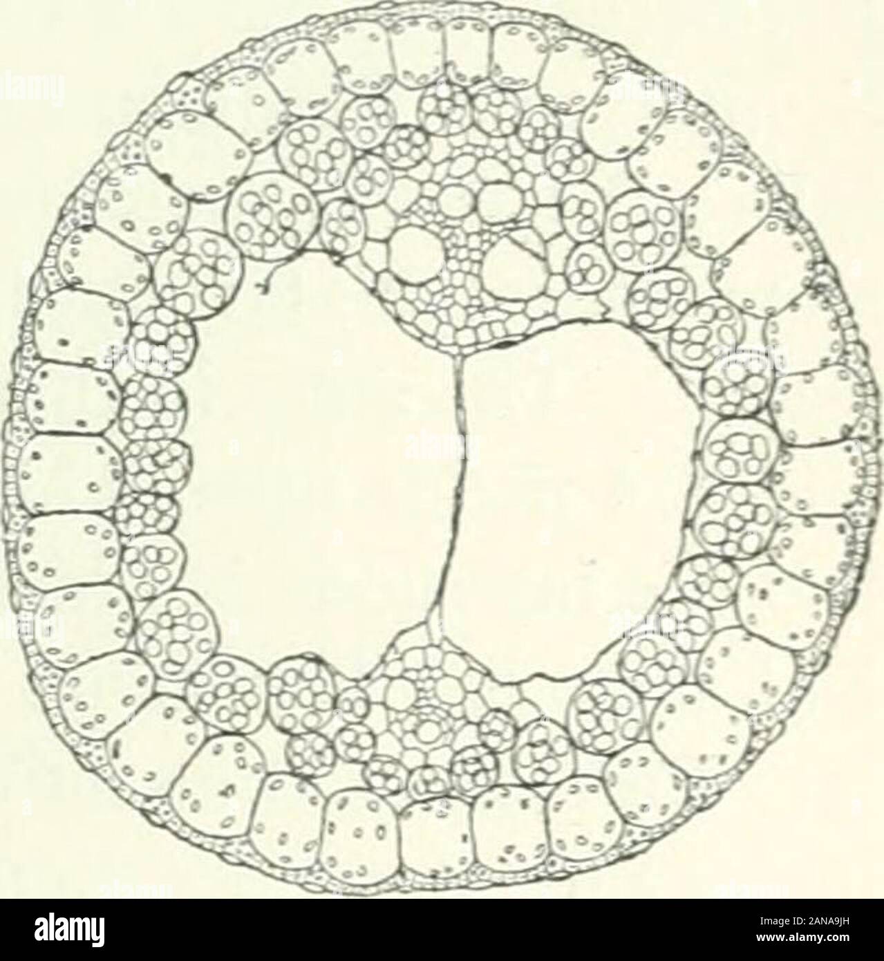 Organography of plants, especially of the archegoniatae and spermaphyta . abort.We shall have opportunity to return to thissubject again when dealing with phylloclades.The striking similarity observable between thesterile shoot-axes of plants like Heleocharis^and Scirpus lacustris and the cylindric leaves ofaon|°shootTnTLIverfeaion. ^of J uncus—these were formerly therefore desig-nated sterile culms—and the fact that all these plants live under essentiallythe same conditions have led to the supposition that the conformation of theassimilation-organs is utilitarian in both cases. The leaves of Stock Photo