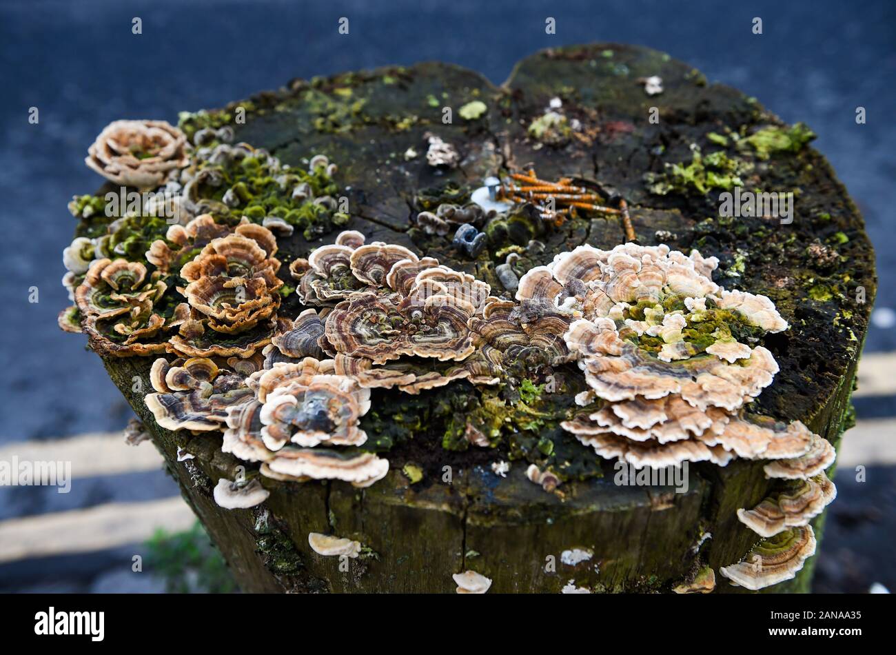 Concept fungus fungi growing on old tree stump with builders screws