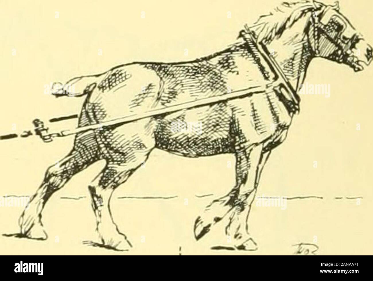 The points of the horse : a familiar treatise on equine conformation . Fig. 69. Fig. 70. Stock Photo