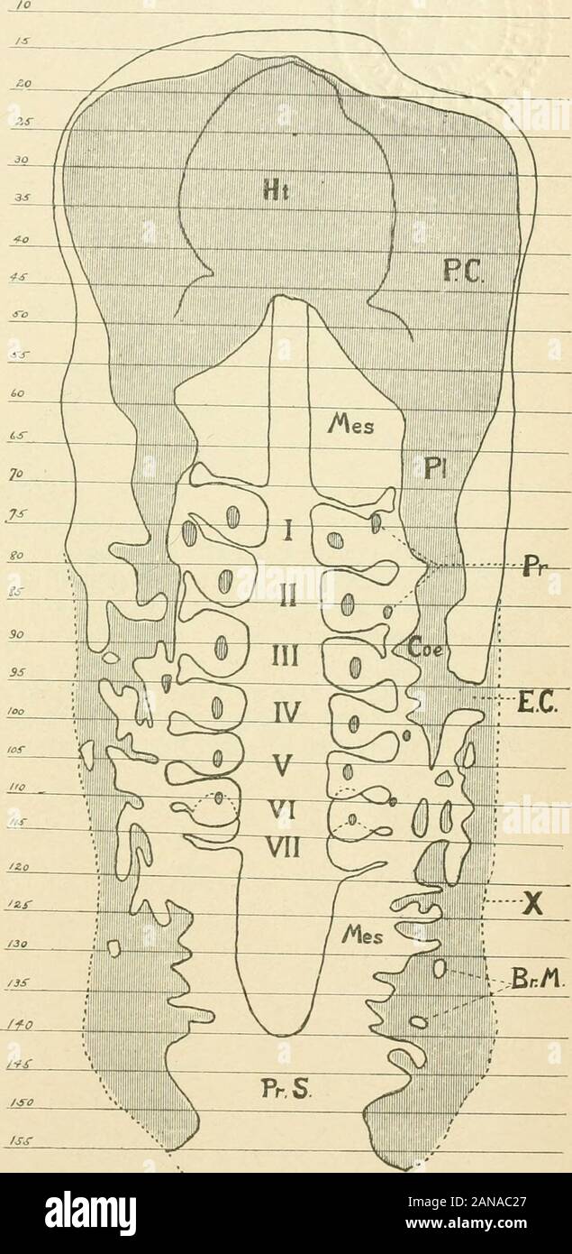 The American journal of anatomy . no Fig. 11. Fig. 10.The American Journal op Anatomy.—Vol. 10, No. 1, Jan., 1910. 106 Walter E. Dandy. Plate III. Fig. 12. Diagram of a sagittal view of embryo to show the vascular system.Ht, Heart; A I-II-III, First, second and third aortic arches; Ao, Dorsal aorta;C.Ao, Caudal aorta; U, Umbilical artery (unite in the bauchstiel) ; V, Um-bilical vein (unite in the Bauchstiel) ; Vit, Branch of umbilical vein, is onlysuggestion of a possible vitelline vein; V. am, Venous branch to amnion; Ca,Capillaries; do not contain blood and do not connect with veins; B.I., Stock Photo