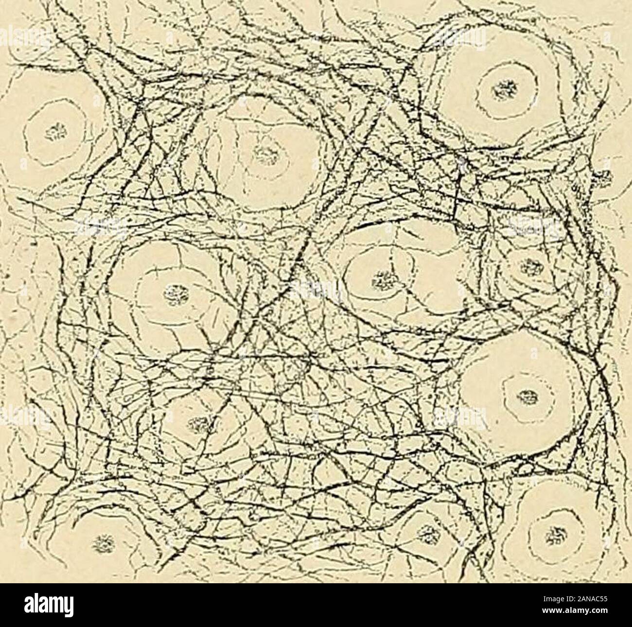 Traité d'anatomie humaine . —Les cellulesprésentent la plus grande analogie avec les cellules radiculaires des cornes anté-rieures de la moelle. Ce sont de grandes cellules multipolaires, munies de pro-longements protoplasmiques richement ramifiés et dirigés dans tous les sens :elles mesurent de 40 à 70 j. (Kôlliker). A ces cellules de grandes dimensionsse mêlent toujours, de préférence sur le côté dorsal du noyau, des cellules pluspetites, mesurant de 20 à 30 j. (Kôlliker). — Les fibres forment, tout autour dunoyau et dans son épaisseur, un réseau dune extrême richesse (fig. 731). Elles ser Stock Photo