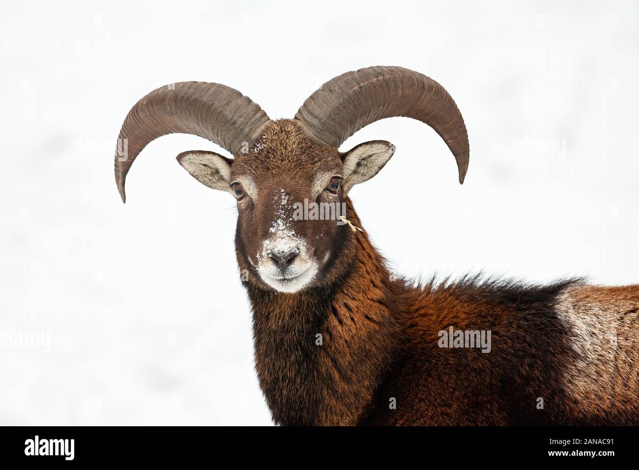 Close-up of curious wild mouflon looking to camera in wintertime. Stock Photo