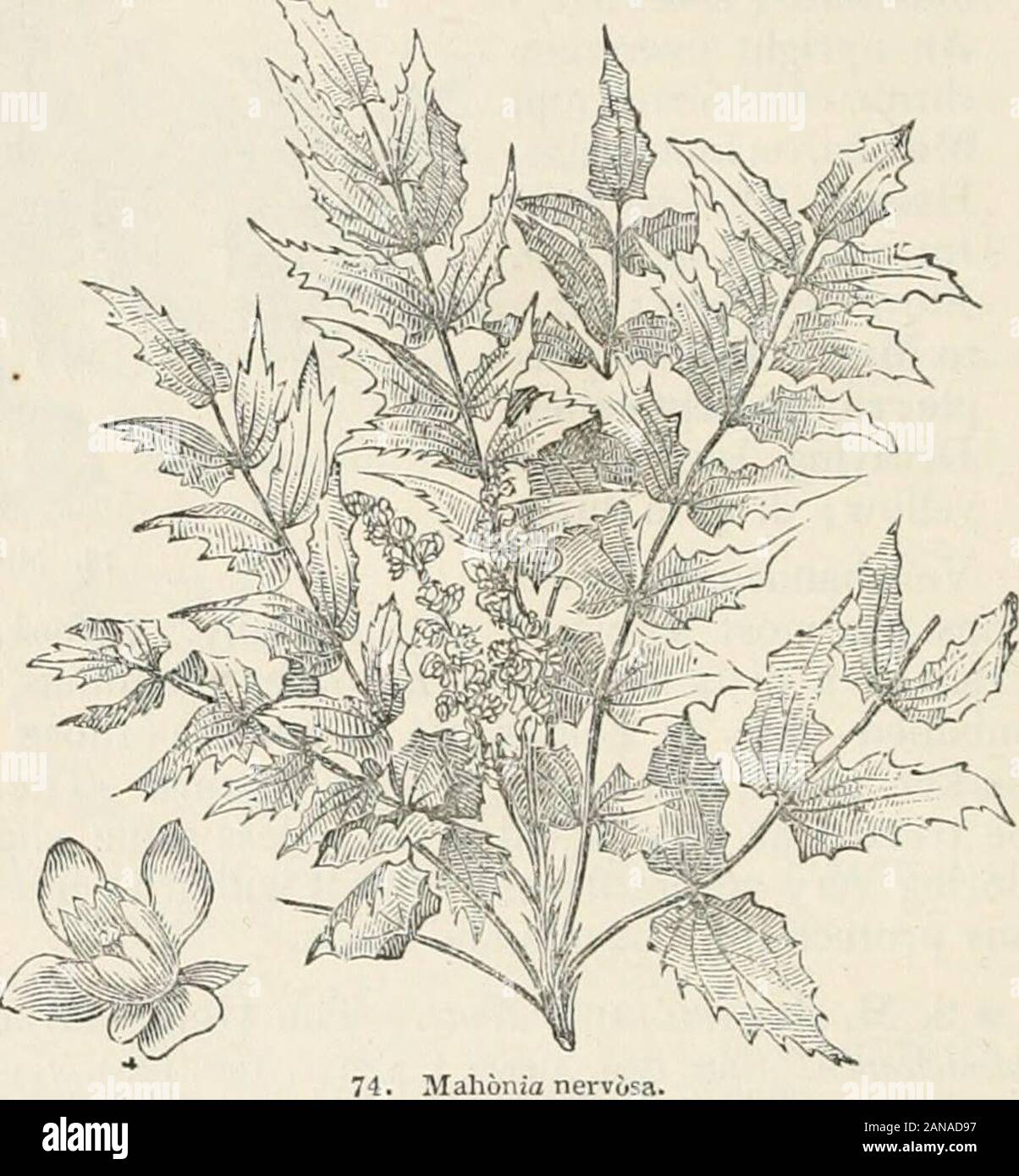 Trees and shrubs; an abridgment of the Arboretum et fruticetum britannicum: containing the hardy trees and shrubs of Britain, native and foreign, scientifically and popularly described; with their propagation, culture and uses and engravings of nearly all the species . North-west ofN. America, on the riverColumbia, in shady pinewoods. Height 2 ft. to 3 ft.Introd. in 1822. Flowersyellow ; October to Marchblue ; ripe in July. According to Torrey and Gray, the stem is so low, that it often scarcelyrises from the ground, and, indeed, is much shorter than the leaves, whichare 1 ft. to 2 ft. in leng Stock Photo