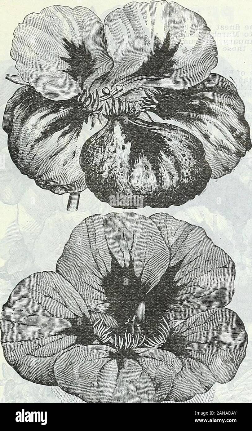 Farm and garden annual, spring 1906 . contrast. The foliage is of an in-tensely dark blackish green. Oz. 35c 10 Red Sparred—One of the most beautiful varieties of Nasturtium. The large*flowers are creamy white witli orange scarlet blotches. Sometimes theflowers are red edged, while the most unique feature is the red spurs with which all the blooms are ornamented. Oz. 20c 10 Yellow Spurred—A very distinct and beautiful Nasturtium of the Lobbs type,with light green foliage and very bright flowers of a glowing rosy pink hue, backed up with unique rich yellow colored spurs. Oz. 20c 10 Lobbs Nastur Stock Photo