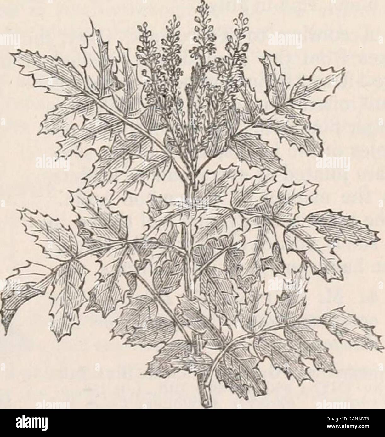 Trees and shrubs; an abridgment of the Arboretum et fruticetum britannicum: containing the hardy trees and shrubs of Britain, native and foreign, scientifically and popularly described; with their propagation, culture and uses and engravings of nearly all the species . p. 118. Synonyme. Berberis Jquif61iura Ph., Pen. Cyc., and Tor. S; Gray. Engravings. Pursh. Fl. Araer. Sept. 1.1. 4.; Bot. Reg., t. 1425.; and our fig. 73. Spec. Char., ^c. Leaves of 4 pairsof leaflets with an odd one, thelower pair distant from the baseof the petiole; leaflets ovate, ap-proximate, cordate at the base,one-nerved Stock Photo