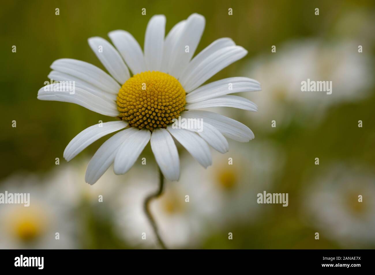 a gorgeous glowing meadow daisy Stock Photo
