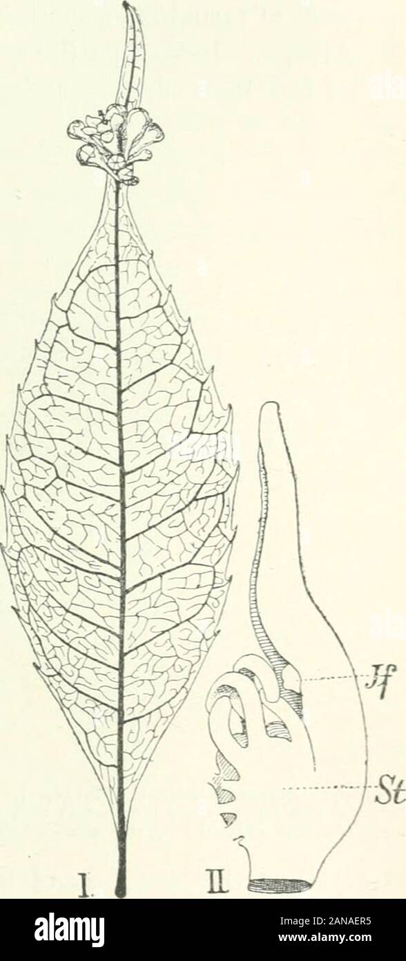 Organography of plants, especially of the archegoniatae and spermaphyta . aves examined by C. de Candolle doesnot differ essentially from that of the fertile leaves, and this may be so be-cause the conducting system of the midribof the leaf is sufficient for the care of thesmall-flowered inflorescence, from whichonly one or two fruits arise, so far as her-barium-specimens enable me to judge.Whether the peculiar phenomenon of epi-phyllous inflorescences stands in relation-ship to the conditions of life or only illustrates what has been designatedby the beautiful name of * construction-variation Stock Photo