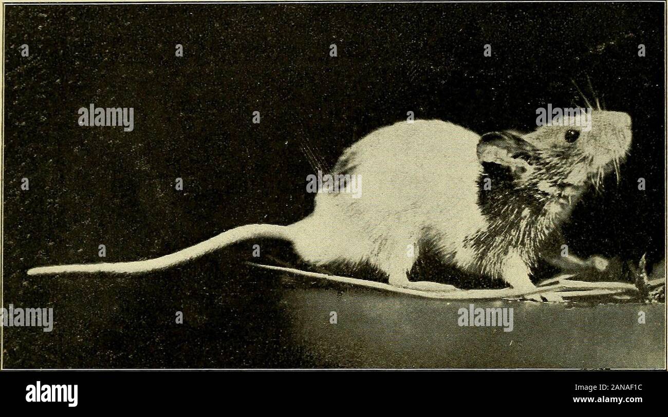 The dancing mouse : a study in animal behavior . Webers law, tests of, 113; apparatus,118. Weldon, W. F. R., breeding experi-ments, xxi. Whirling of dancer, 32, 34. Yellow-red tests, 139. Young dancers, killing of, by male,20; description of, 22; develop-ment of, 24; hearing of, 85; in-telligence of, 274; size of, 23. ZoTH, O., origin of dancer, 14; sizeof young mice, 23; the senses ofdancer, 31; behavior, 32; dancing,39; equilibration, 41; climbingdancers, 43, 49; individual dif-ferences, 69; tests of hearing, 77;vision, 91.dancingmousestud1907yerk. 6 Stock Photo
