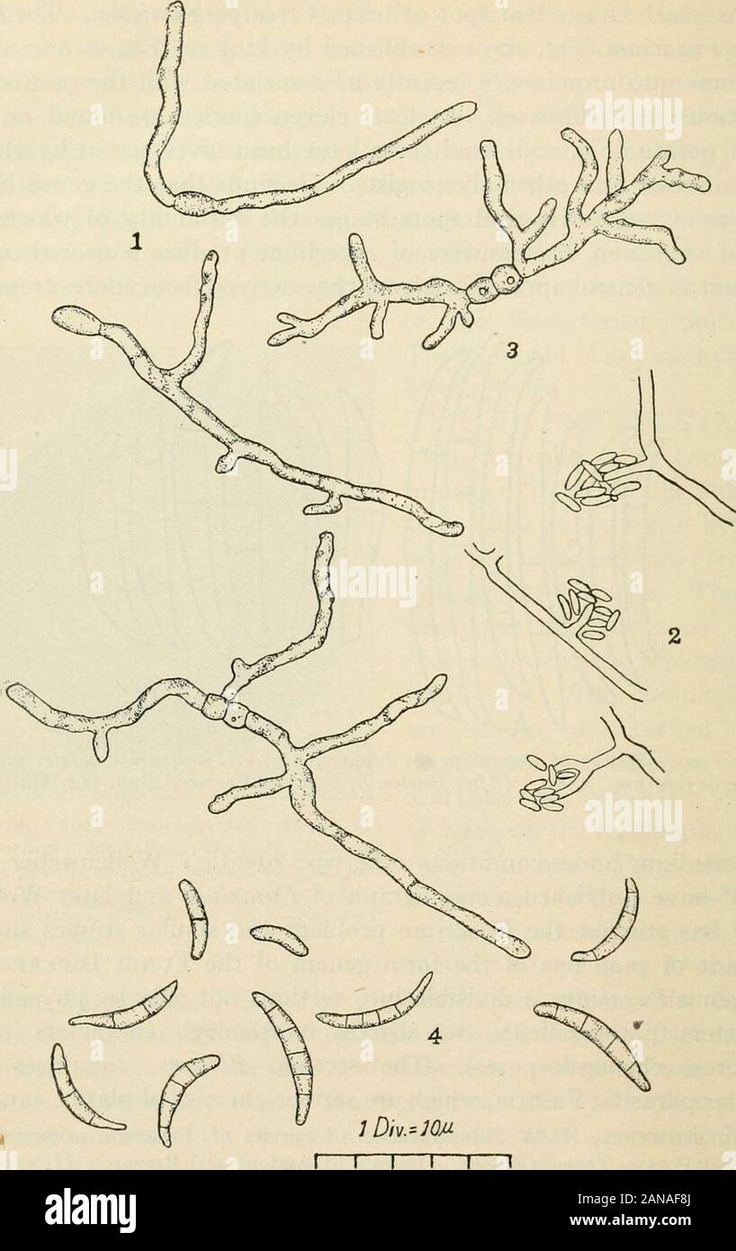 A text-book of mycology and plant pathology . arium batatalis and B.F. hyperoxysporum, X500. (After Harler, L. L., U. S. Farmers Bull. 714, March 11,1916.) same medium under conditions otherwise identic, ^ollenweber andAppeP have published a monograph of Fusarium and later Wollen-weber has studied the Fusarium problem and similar studies shouldbe made of each one of the form genera of the Fungi Imperfecti.The genus Fusarium is divisible into sections not only by physiologiccharacters (pS.thogenicity) but also by morphologic characters (coni-diospores, chlamydospores). The section, Elegans, com Stock Photo