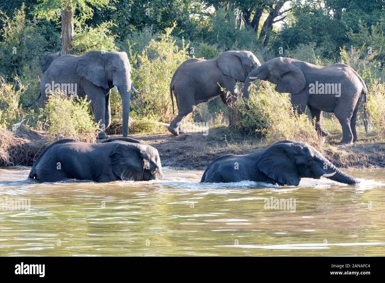 Elephants frolicking in the Maramba river near Livingston in Zambia Stock Photo