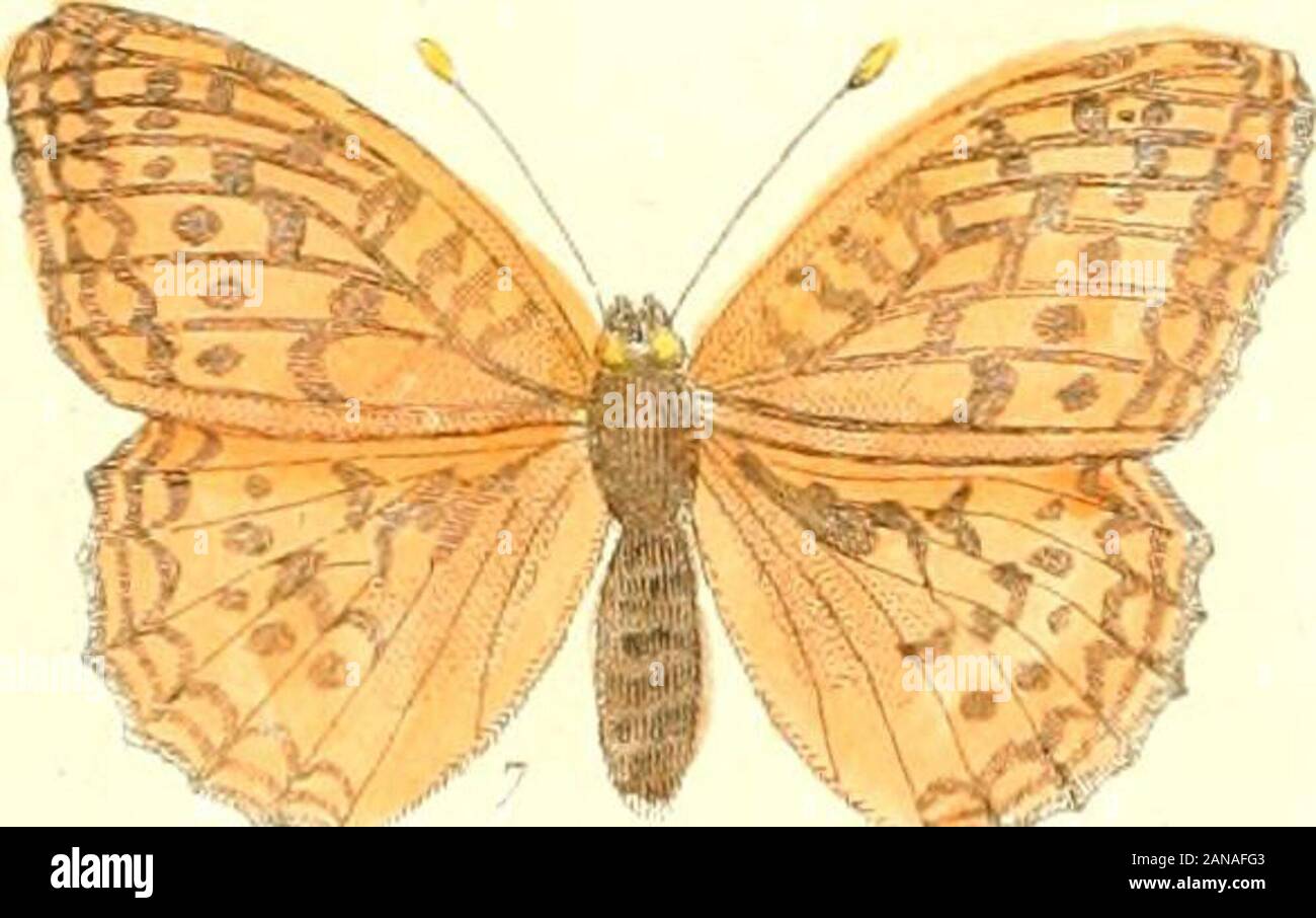 Les papillons, leur histoire, la manière de leur faire la chasse et de les conserver : ouvrage amusant et instructif, orné de figures représentant un choix des plus beaux papillons d'Europe ... . Jyl PfP^f, ift* -; x x Mii *P,V ^•??v Stock Photo