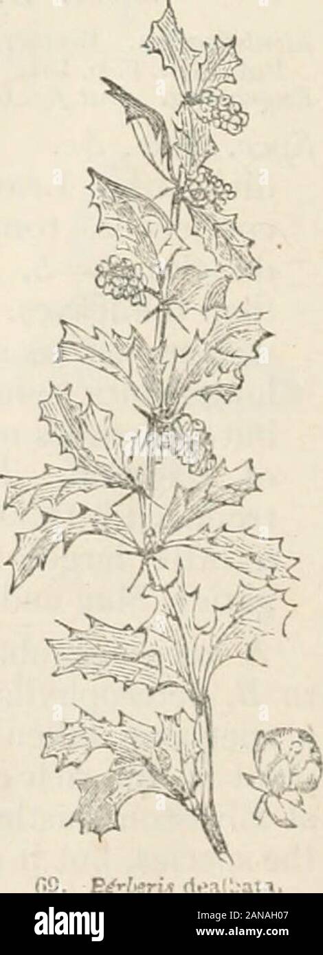 Trees and shrubs; an abridgment of the Arboretum et fruticetum britannicum: containing the hardy trees and shrubs of Britain, native and foreign, scientifically and popularly described; with their propagation, culture and uses and engravings of nearly all the species . VI. BERBERA CEJE : BE RBERIS. 49 afc 15. B. asiatica Roxb. The Asiatic Berberry. Identification. Roxb. in Dec. Syst., 2. p. 13. ; Dec. Prod., I. p. 107.; Dons Mill., 1. p. 116; Pen. Cyc, 4. p. 261. Synonymes. The Lyciura of Dioscoridcs, Royle in Linn. Trans., xvii. p.83.; B. tinctOna Lech. ; the Raisin Berberry, Pen. Cyc.Engravi Stock Photo