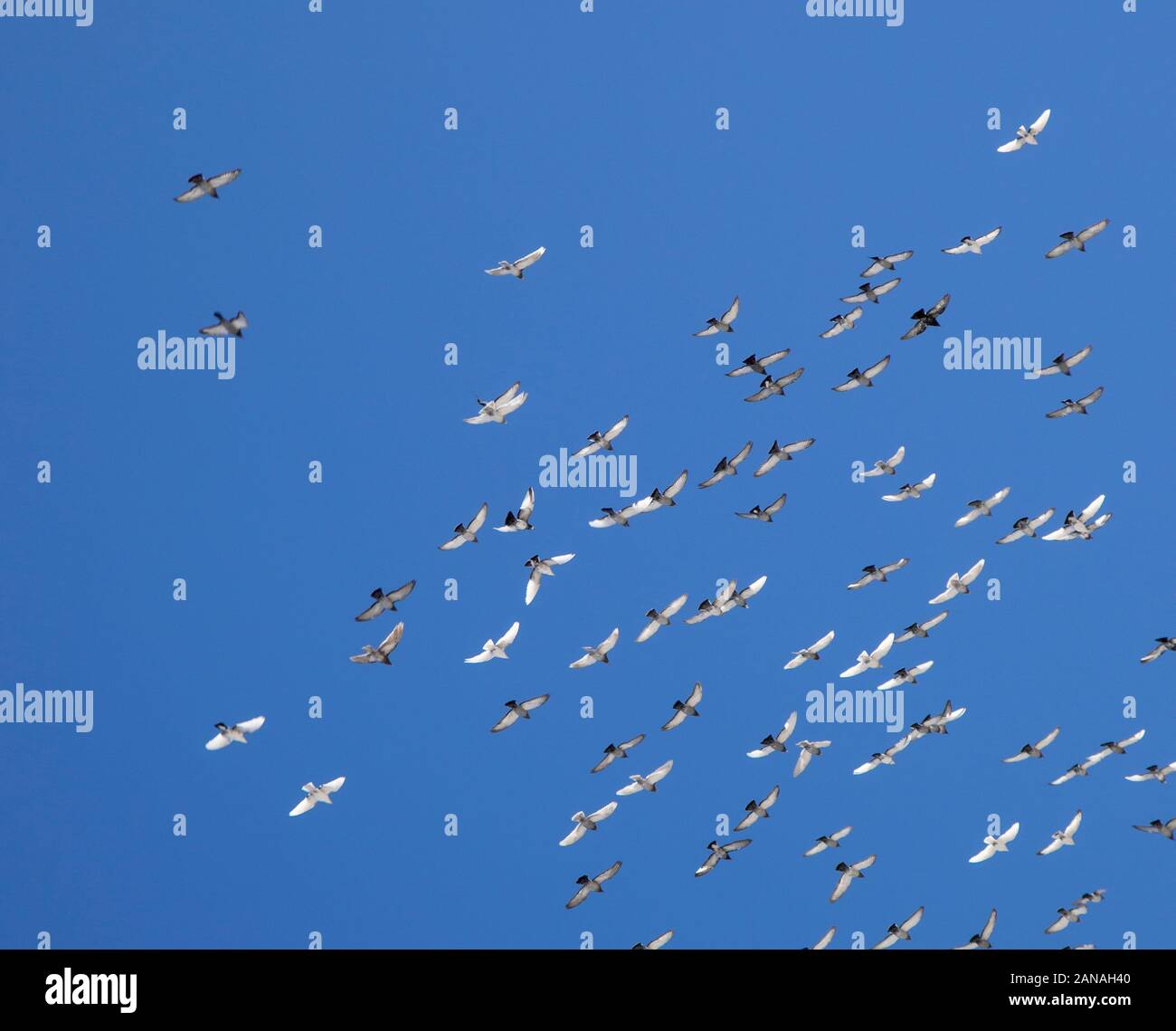 flock of flying pigeons against blue sky Stock Photo
